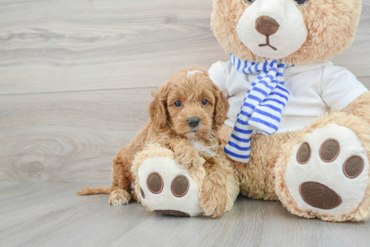 Cute Cockapoo Baby