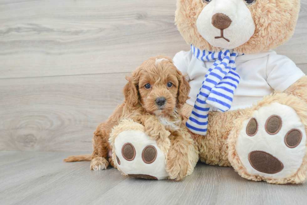 Cute Cockapoo Baby