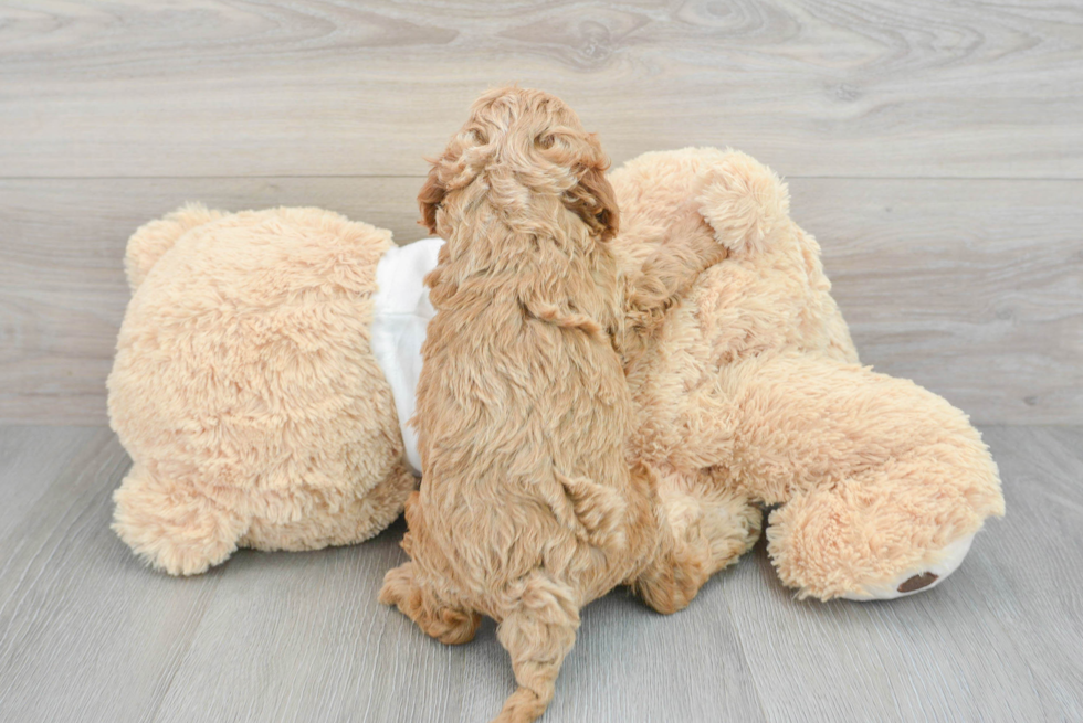 Best Cockapoo Baby