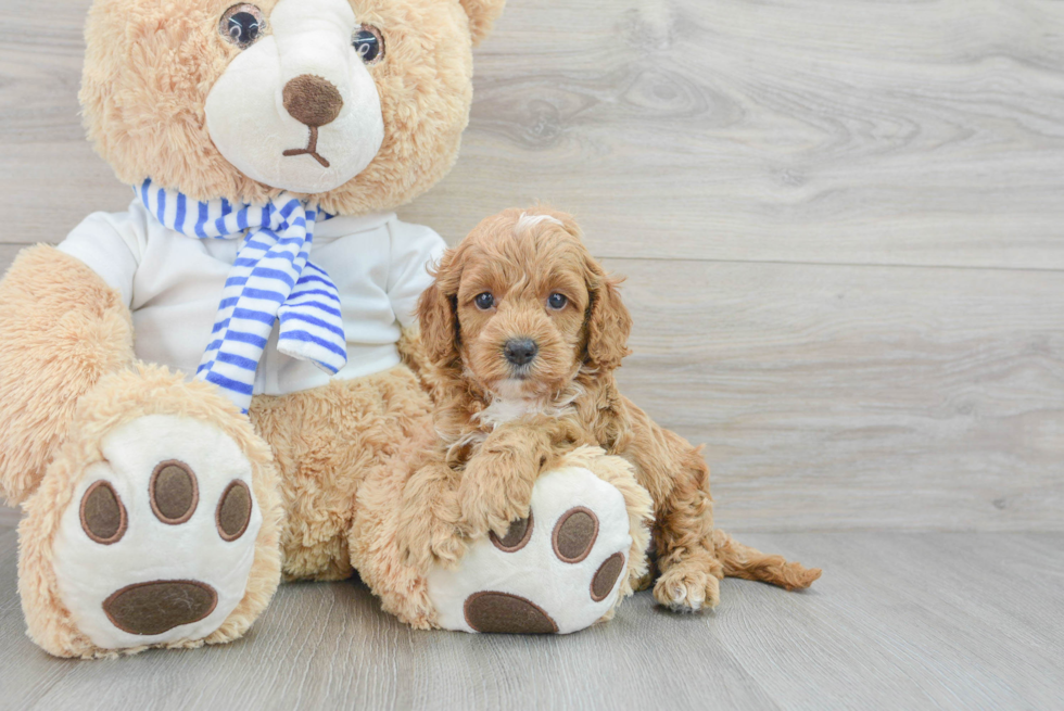 Cockapoo Pup Being Cute