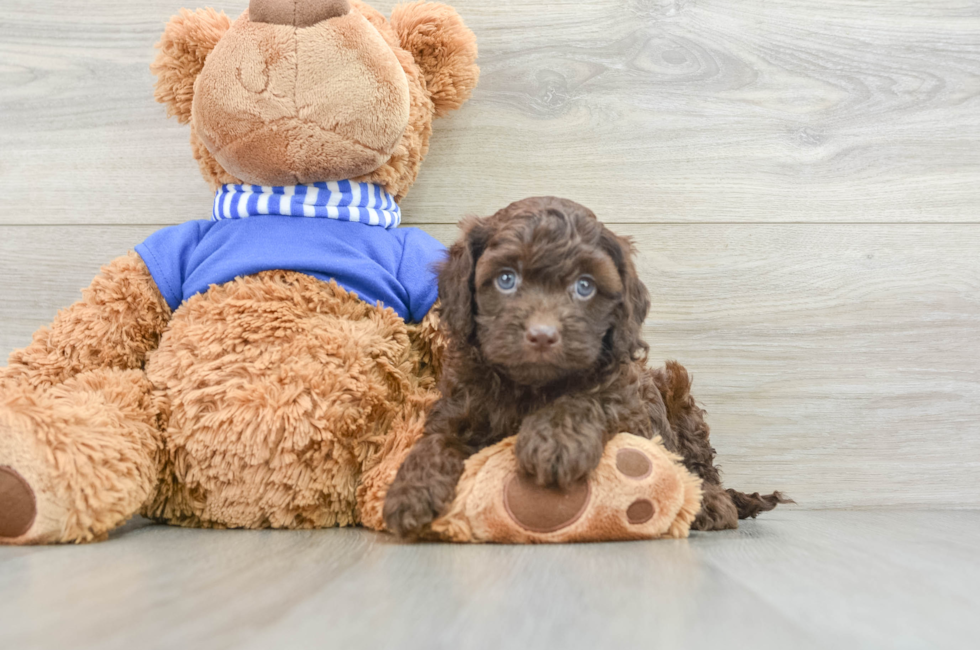 5 week old Cockapoo Puppy For Sale - Premier Pups