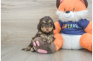 Best Cockapoo Baby