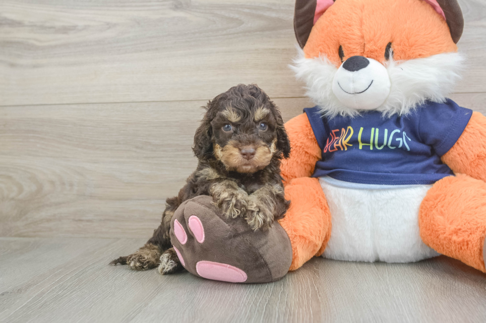 Best Cockapoo Baby