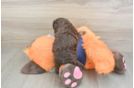 Best Cockapoo Baby