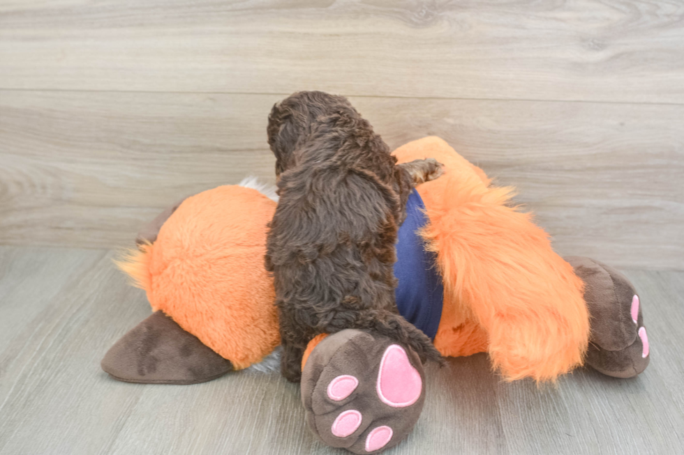 Best Cockapoo Baby