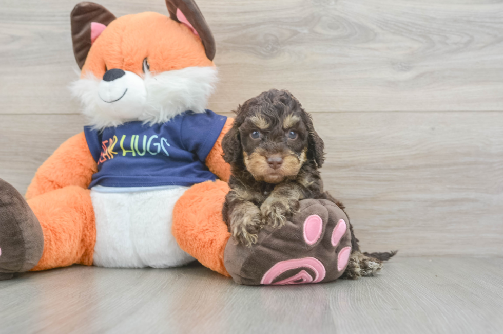 5 week old Cockapoo Puppy For Sale - Premier Pups