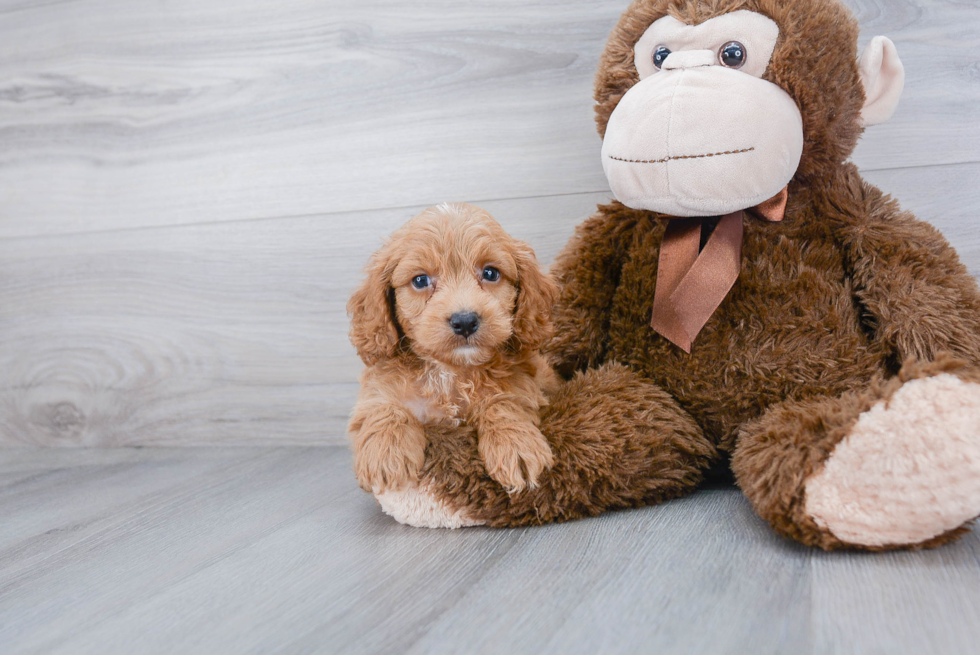 Adorable Cockerpoo Poodle Mix Puppy