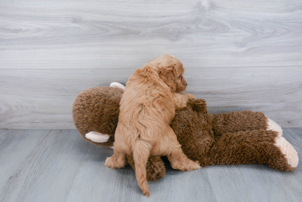 Smart Cockapoo Poodle Mix Pup