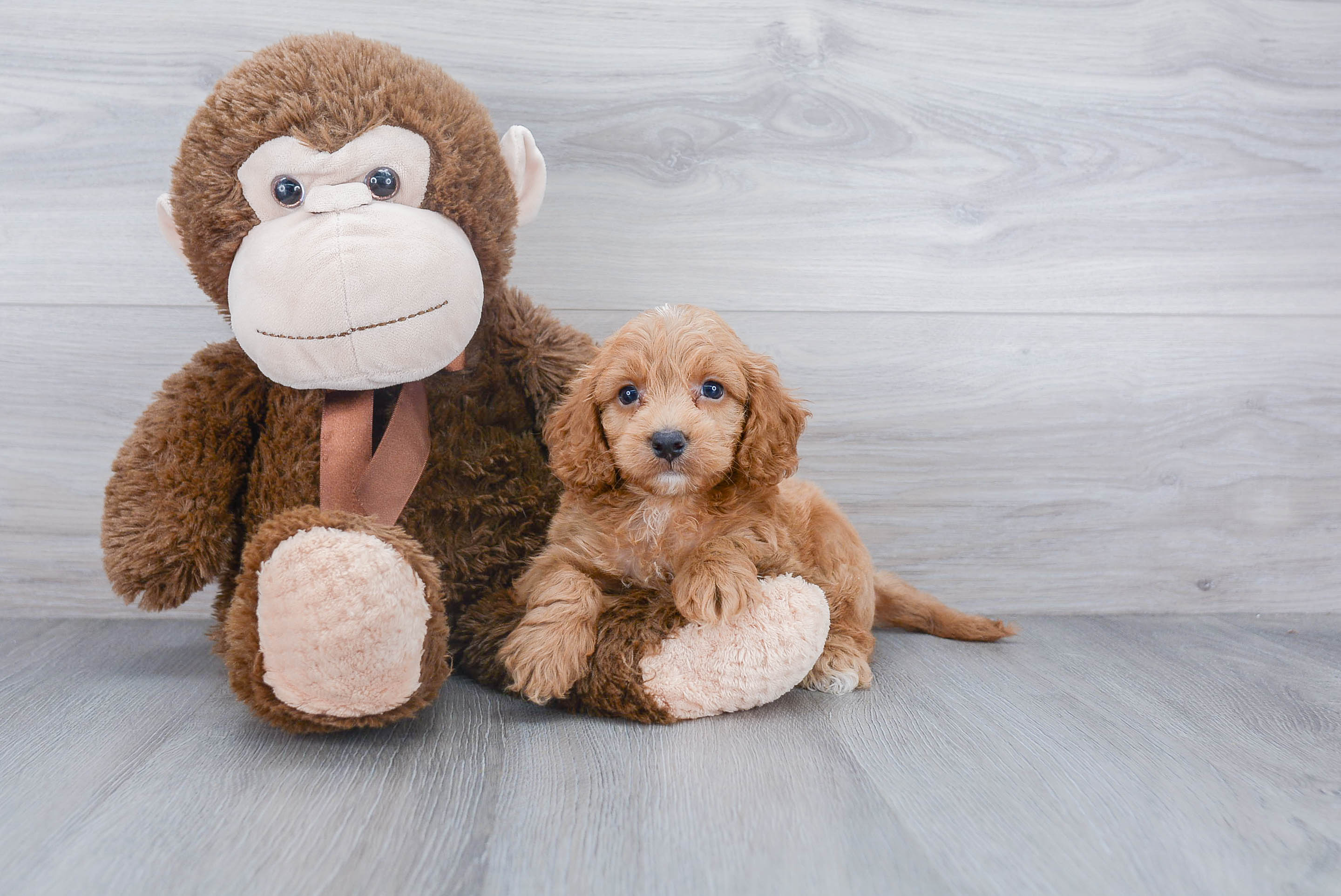 Best Cockapoo Baby