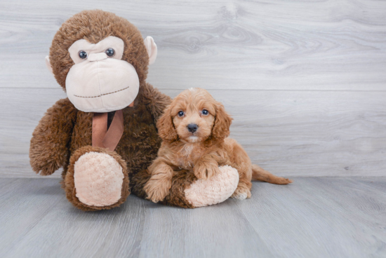 Best Cockapoo Baby