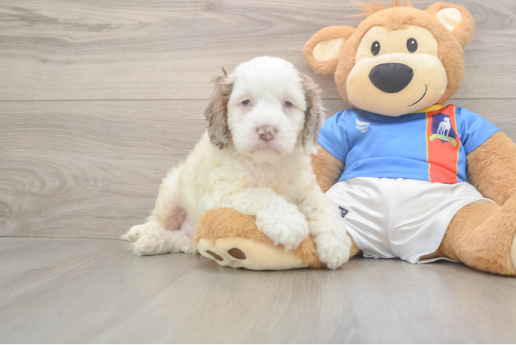 Playful Cocker Doodle Poodle Mix Puppy