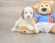 7 week old Cockapoo Puppy For Sale - Premier Pups