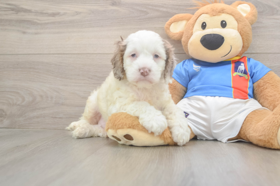 5 week old Cockapoo Puppy For Sale - Premier Pups
