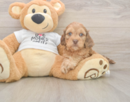 5 week old Cockapoo Puppy For Sale - Premier Pups