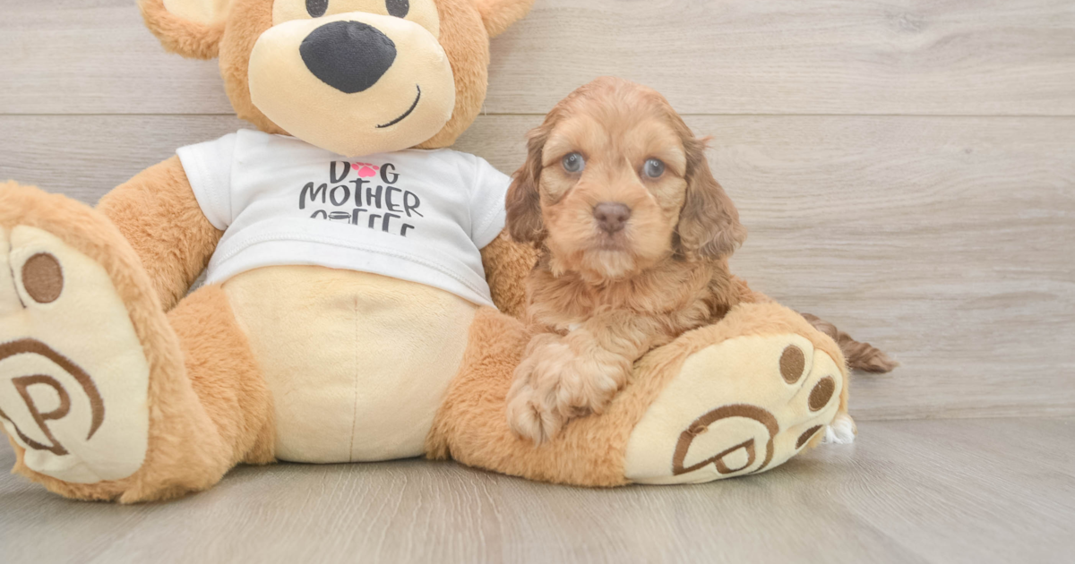 Smart Cockapoo Rogan: 5lb 3oz Doodle Puppy