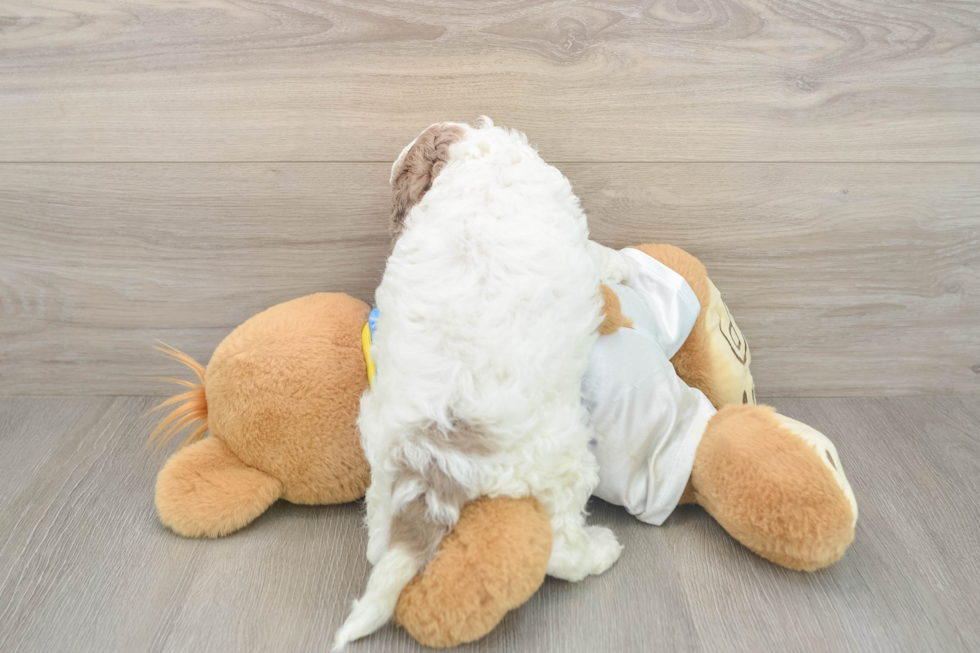 Smart Cockapoo Poodle Mix Pup