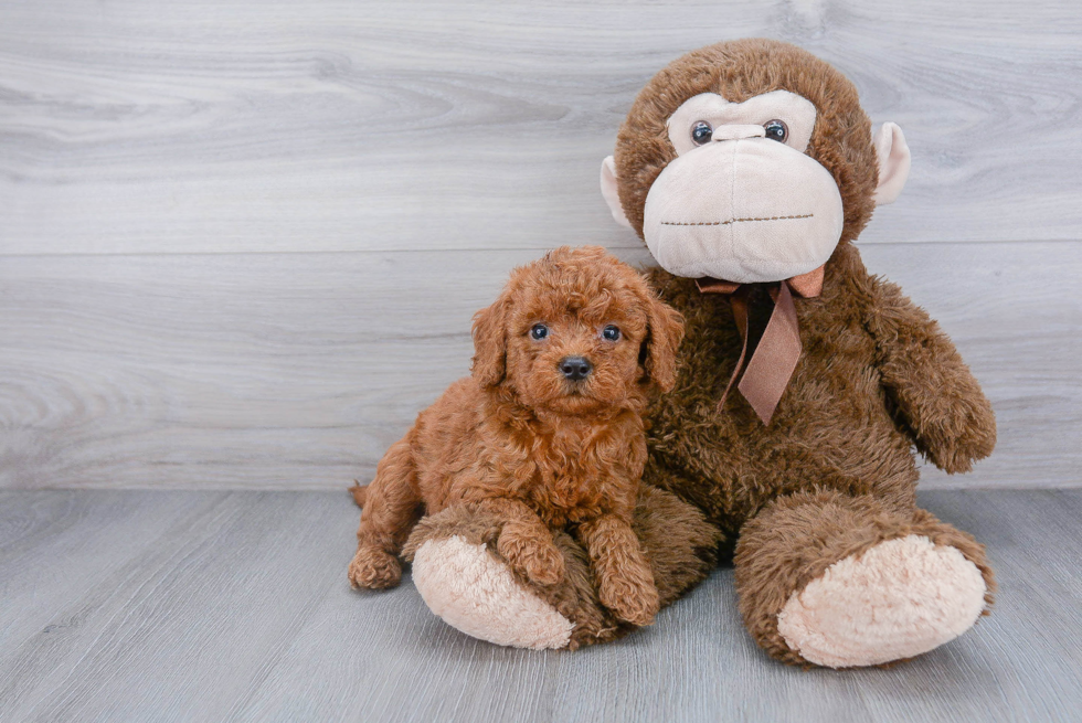 Happy Cockapoo Baby