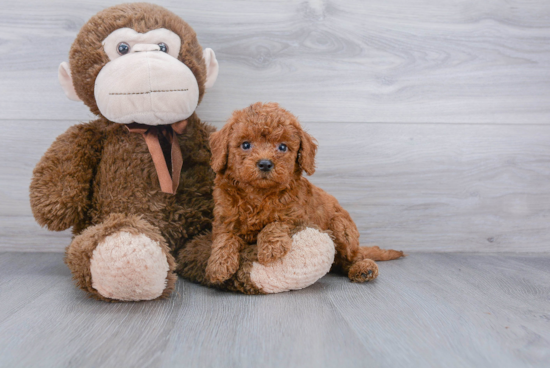 Cockapoo Pup Being Cute