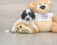 7 week old Cockapoo Puppy For Sale - Premier Pups