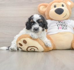 8 week old Cockapoo Puppy For Sale - Premier Pups