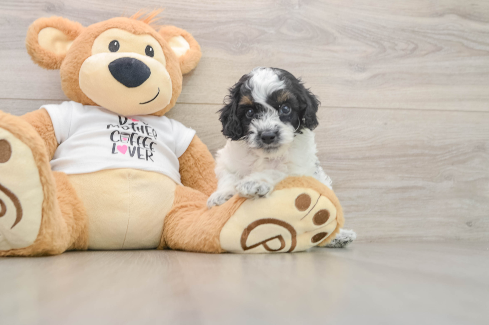 Best Cockapoo Baby