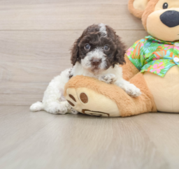 5 week old Cockapoo Puppy For Sale - Premier Pups