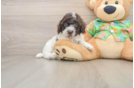 Smart Cockapoo Poodle Mix Pup