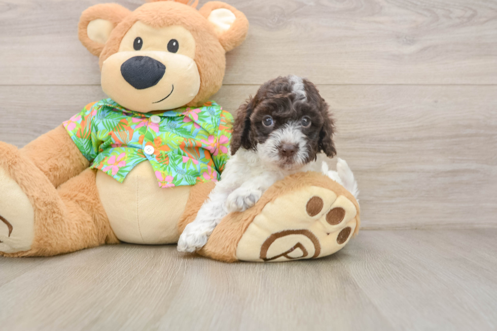 Cute Cockapoo Baby