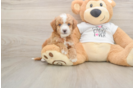 Funny Cockapoo Poodle Mix Pup