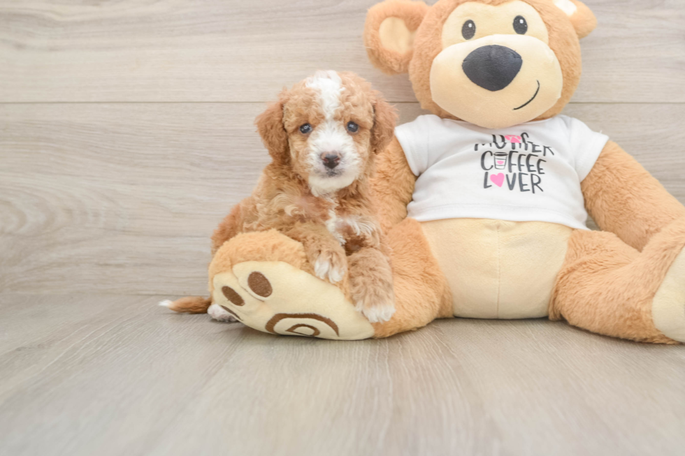 Funny Cockapoo Poodle Mix Pup