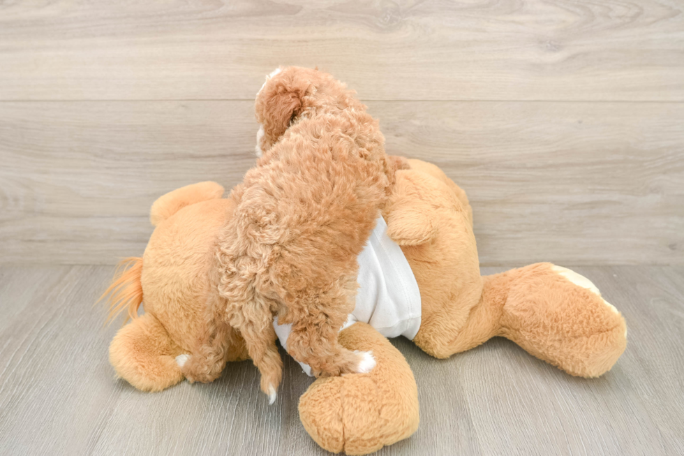 Cockapoo Pup Being Cute