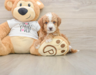 5 week old Cockapoo Puppy For Sale - Premier Pups