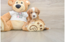 Adorable Cocker Doodle Poodle Mix Puppy