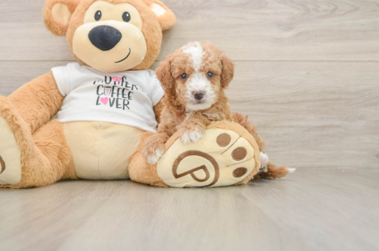 Adorable Cocker Doodle Poodle Mix Puppy