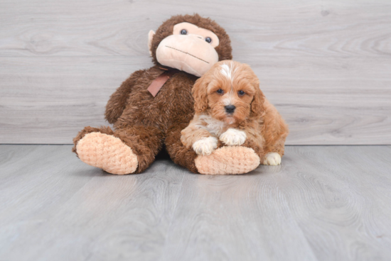 Hypoallergenic Cockerpoo Poodle Mix Puppy