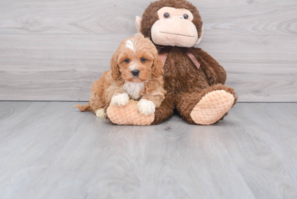 Smart Cockapoo Poodle Mix Pup