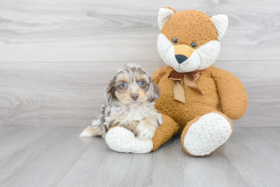 Playful Cockerpoo Poodle Mix Puppy