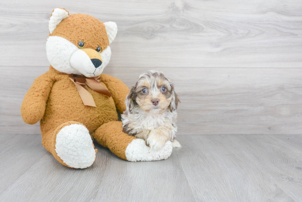 Cute Cockapoo Baby