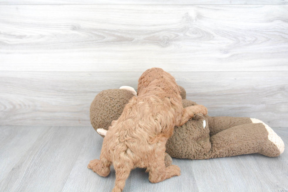 Fluffy Cockapoo Poodle Mix Pup