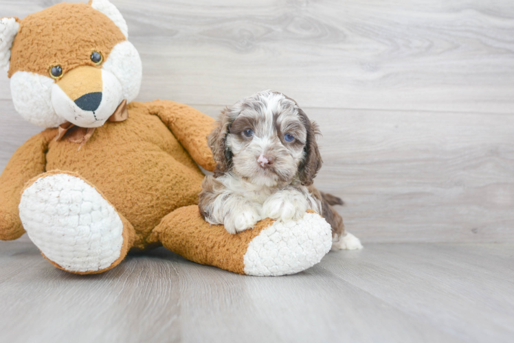 Fluffy Cockapoo Poodle Mix Pup