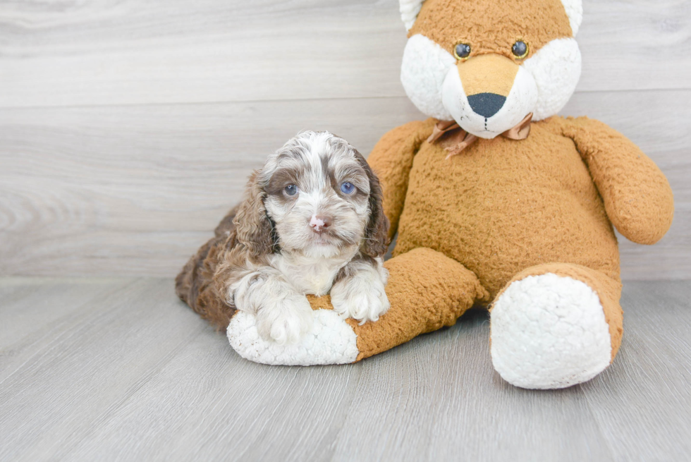 Funny Cockapoo Poodle Mix Pup