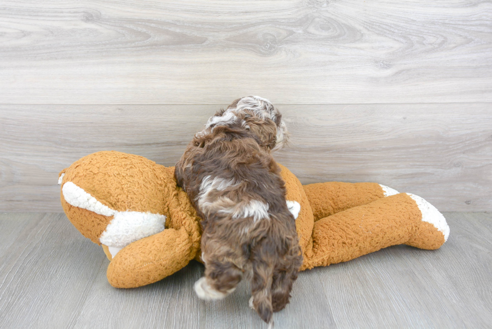 Smart Cockapoo Poodle Mix Pup