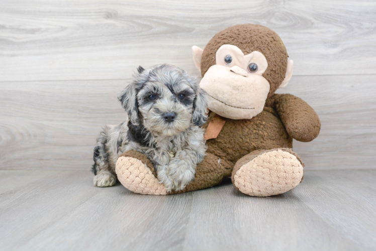 Hypoallergenic Cockerpoo Poodle Mix Puppy