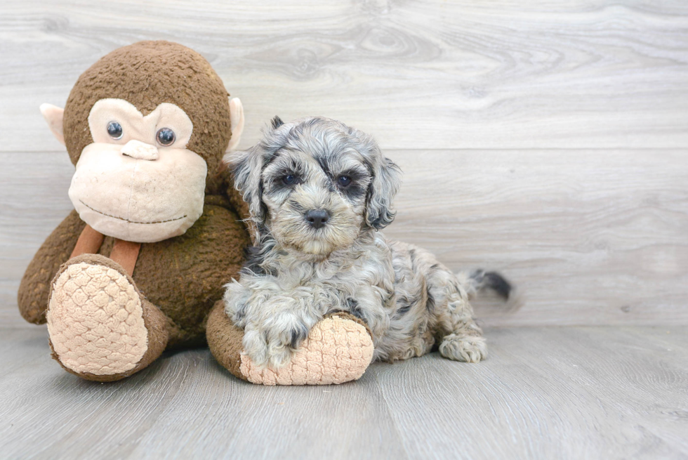 Friendly Cockapoo Baby