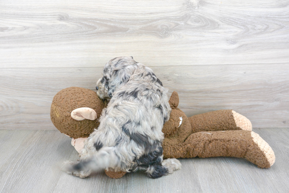 Best Cockapoo Baby