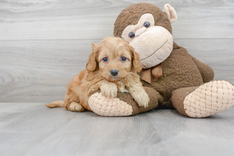 Cockapoo Pup Being Cute