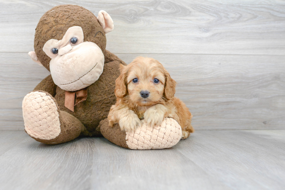 Best Cockapoo Baby