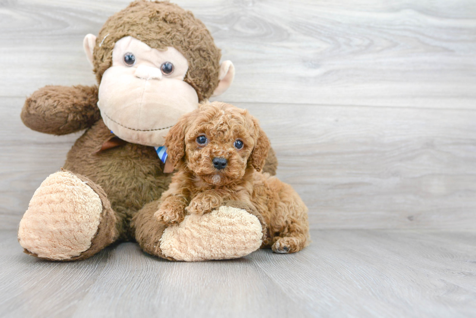 Popular Cockapoo Poodle Mix Pup