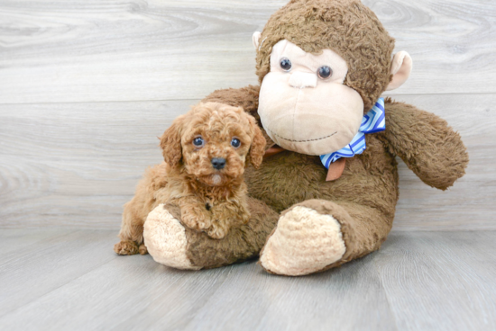 Funny Cockapoo Poodle Mix Pup