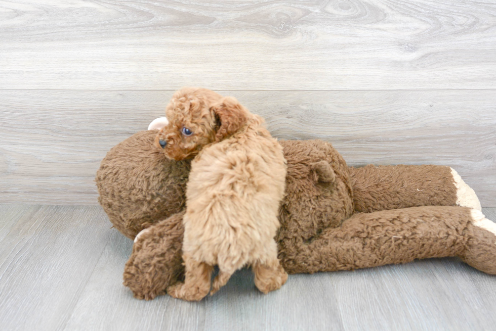 Funny Cockapoo Poodle Mix Pup